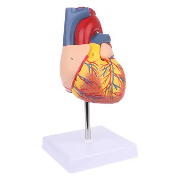 Разобранная Анатомическая модель человеческого Сердца Анатомический Медицинский учебный инструмент
